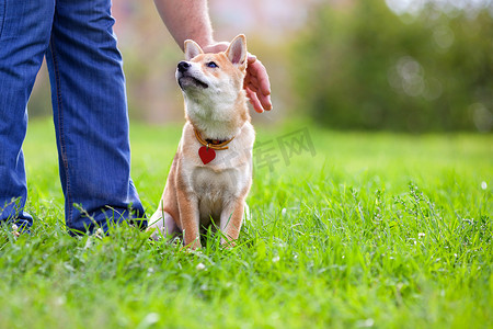 公园里的柴犬。