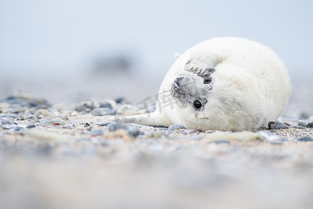 躺在沙滩上的白色小灰海豹看起来很可爱