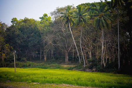 初秋的乡村早晨，全景，孤独的多风椰子树，以及冬季的绿色田野。