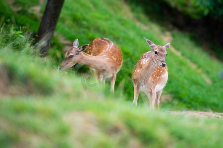耶摄影照片_小鹿，Dama dama，斯洛文尼亚 Olimje 的鹿场特写