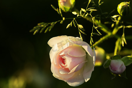 一朵野玫瑰花在花园里的灌木丛上