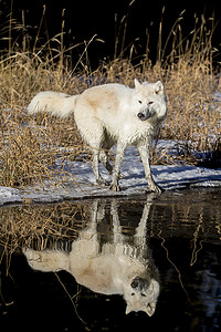 北极狼摄影照片_北极狼