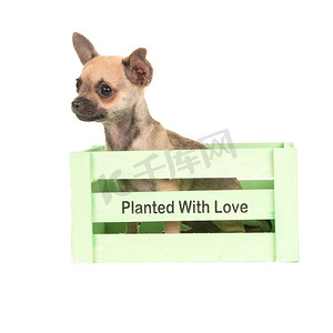 可爱的吉娃娃狗坐在一个绿色的箱子里，上面写着爱的文字