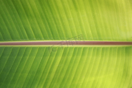 线条茶摄影照片_泰国的香蕉叶有绿色和新鲜