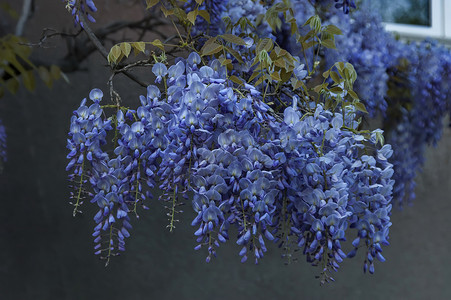 紫藤叶摄影照片_春天花园紫藤花枝和紫藤树叶