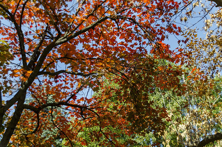热门的 Zaimov 公园可供休息和散步，秋天的黄叶和红叶