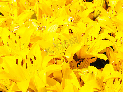 百合新鲜摄影照片_美丽的黄色百合花束