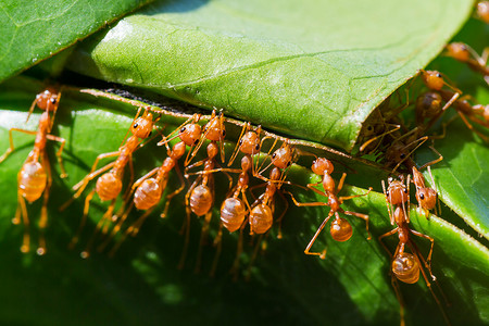 蚂蚁筑巢帮助