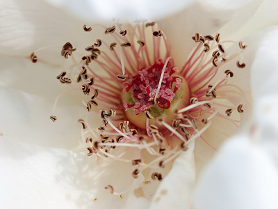 美丽的粉色和白色玫瑰花蕊宏观纹理特写