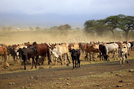 一大群奶牛在肯尼亚