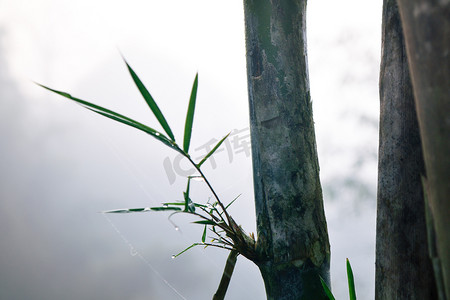 薄雾中的竹子和水滴