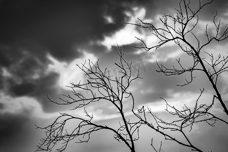 在黑暗的戏剧性天空背景上现出轮廓死树的可怕或死亡。