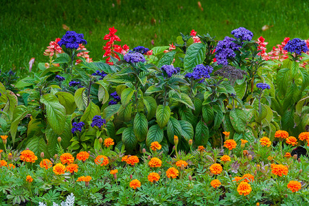 各种颜色的花朵摄影照片_绿花上各种颜色的美丽花朵-愉悦