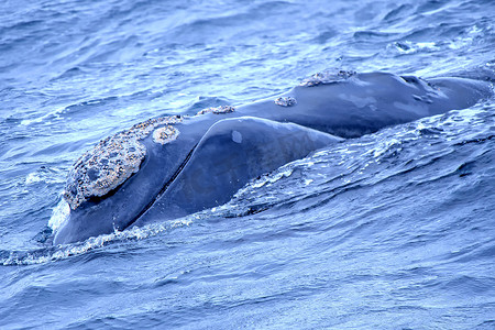 南露脊鲸，干斯拜，西开普省，南非