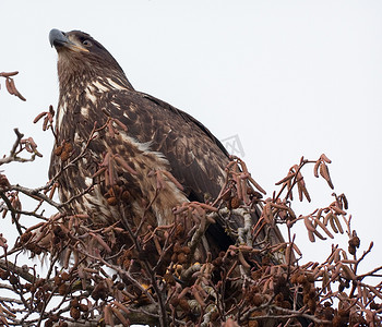 不成熟摄影照片_华盛顿斯卡吉特县树上未成熟的白头鹰