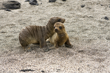 海狮幼崽在加拉帕戈斯群岛的树荫下玩耍
