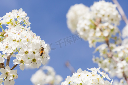 蜜蜂从盛开的树芽中采集花粉。
