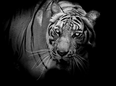黄色老虎摄影照片_黑色和白色的老虎看着他的猎物并准备好抓住它。