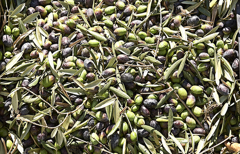 橄榄美摄影照片_套在毯子里的收获橄榄，