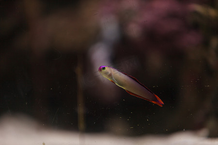 动物萤火虫摄影照片_紫盖火鱼，Nemateleotris decora