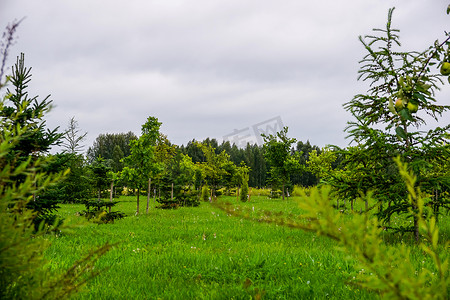 拉脱维亚 Koknese 公园命运花园的花园。