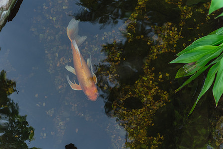 锦鲤附体卡通插画摄影照片_在美国德克萨斯州达拉斯附近的植物园清澈的池塘里，可以看到一条美丽的锦鲤游泳