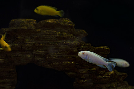 水族鱼缸摄影照片_水族馆里的银鱼和金鱼。