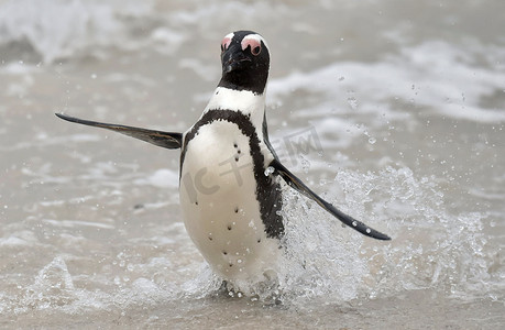 脚踏实地摄影照片_非洲企鹅 (spheniscus demersus)，也称为公驴企鹅的肖像。