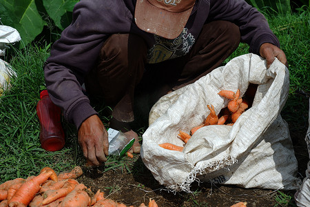 农民在地里收割胡萝卜