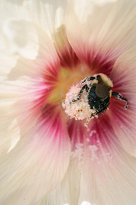 大青树摄影照片_蜀葵上的大黄蜂