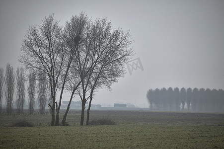 迷雾灰色摄影照片_树和雾