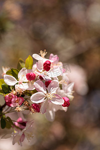 苹果树上开着粉红色的花