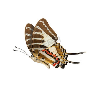 孤立在白色背景上的蝴蝶较低的翅膀配置文件