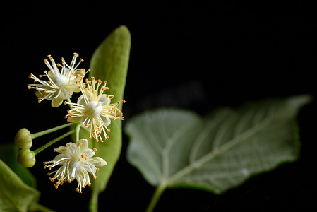 菩提树的花