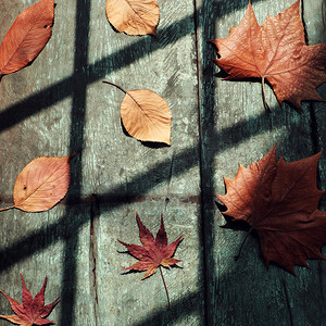 与枫叶的秋天背景，艺术形状