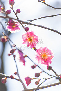 盛开的梅花摄影照片_粉色梅花