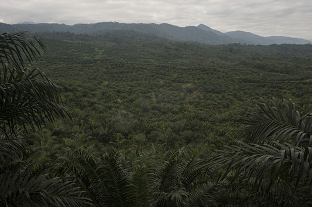 阿舍布朗杜兰德摄影照片_印度尼西亚 - 棕榈油 - 农业 - 工业 - 苏门答腊