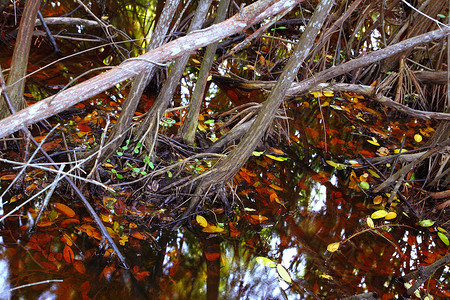 红树林沼泽热带水细节