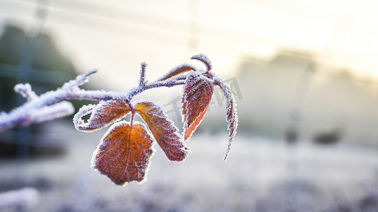 冰雪覆盖的树叶诉说着冬天的来临