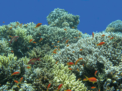 五颜六色的珊瑚礁与热带海中的鳞鳍鱼群