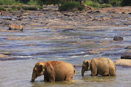 印度大象摄影照片_印度大象家族