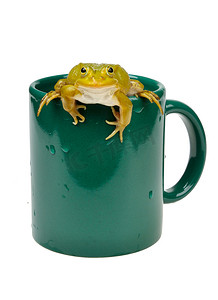 杯子里的青蛙