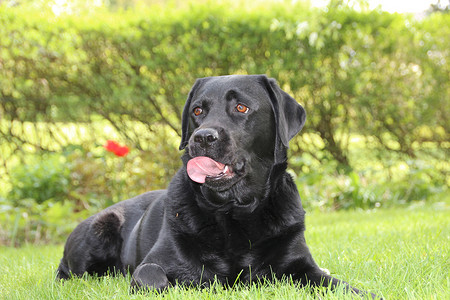 草地上的黑狗用舌头舔过
