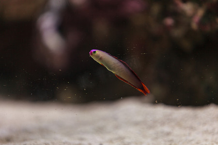 紫盖火鱼，Nemateleotris decora