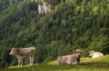 奶牛休息摄影照片_高山草甸中的奶牛