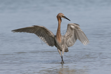 搜索微信公众号摄影照片_佛罗里达潮汐池中觅食的红鹭