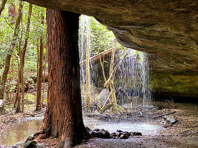 有“守护树”的洞穴瀑布