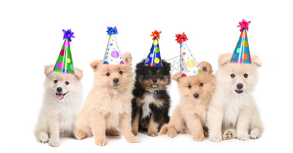五只博美犬小狗庆祝生日
