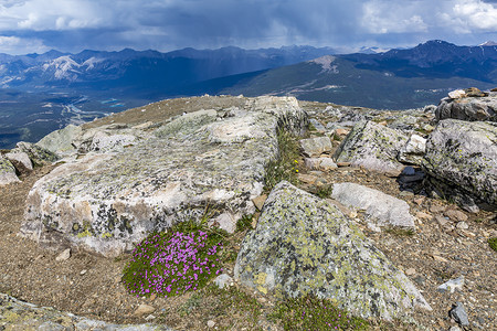 山顶盛开的野花 - 加拿大贾斯珀国家公园