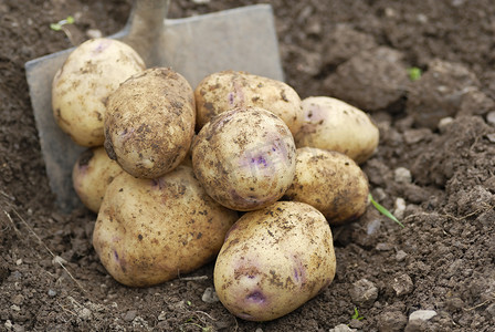 堆新鲜收获的土豆与铁锹。